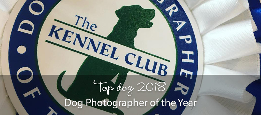 Dog Photographer of the Year